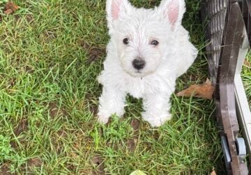 Westie puppies. AKC