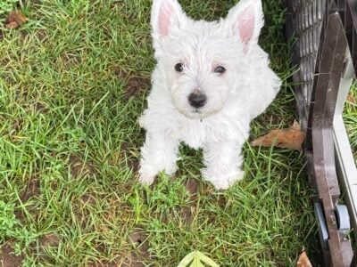 Westie puppies. AKC