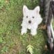 Westie puppies. AKC