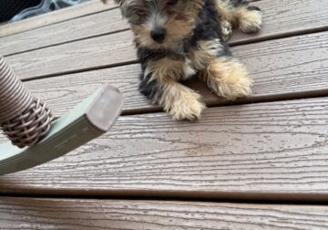 Yorkie