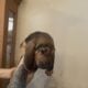Bloodhound puppies