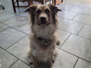 Male, 5 years old, free to a good home