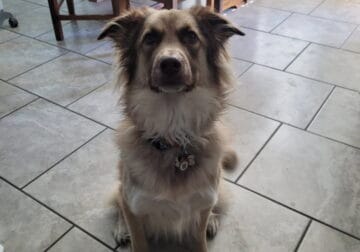 Male, 5 years old, free to a good home