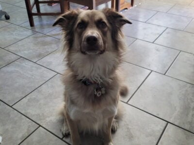 Male, 5 years old, free to a good home