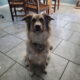Male, 5 years old, free to a good home