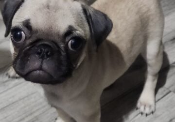 Fawn female pug