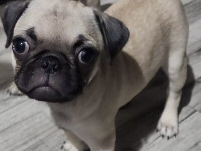 Fawn female pug