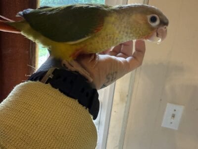 Discounted red pinapple conure babies