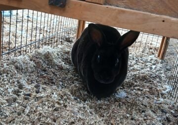 Pedagreed Mini Rex Rabbit named bacon