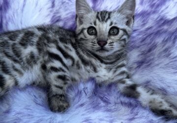 Silver Bengal Kitten