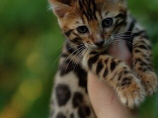 Bengal kitten male