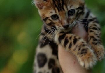 Bengal kitten male