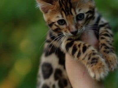 Bengal kitten male