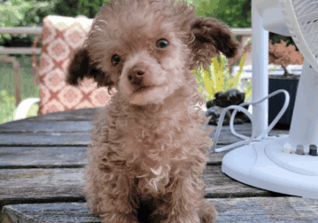 ✨ Teacup Poodles – Tiny, Loyal, and Full of Love