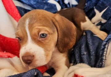 Purebred Beagle Male #2
