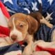 Purebred Beagle Male #2