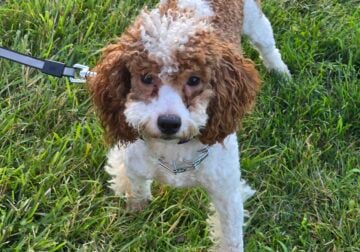 Poodle mix