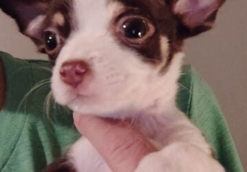 Female Toy Apple Head Chihuahua