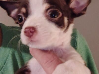 Female Toy Apple Head Chihuahua