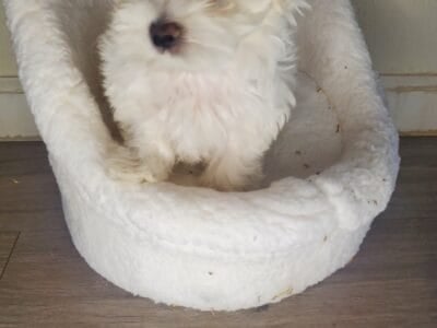 Playful Maltese Puppy. Krypto.