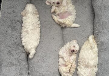 Maltese puppies for sale