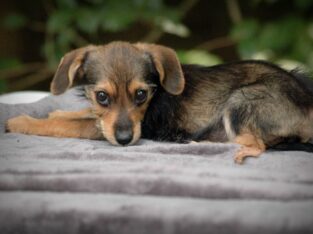 School Special Borkie – Puppy 4