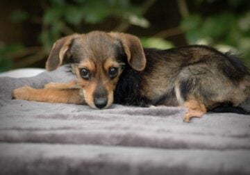 School Special Borkie – Puppy 4