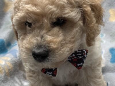 CKC Mini goldendoodle – Jordan