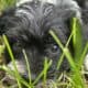 Let’s Parti-AKC Miniature Schnauzer