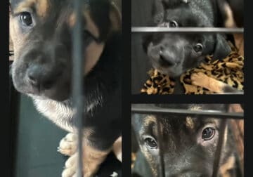 Germán shepherd / English bulldog mix 8 weeks