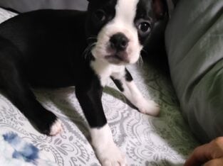 Boston Terrier puppies for sale