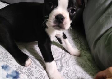 Boston Terrier puppies for sale