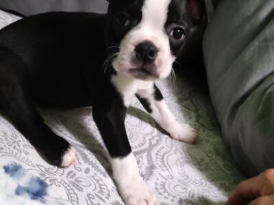 Boston Terrier puppies for sale