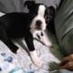 Boston Terrier puppies for sale