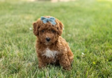 F1B goldendoodle female puppy in Indiana (Kaira)