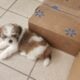 For Sale