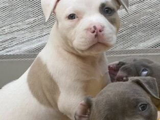 American Bully Puppies