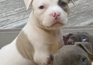 American Bully Puppies
