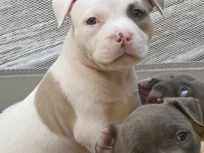 American Bully Puppies