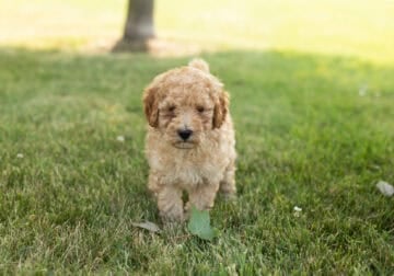 F1B goldendoodle male puppy in Indiana (Michael)