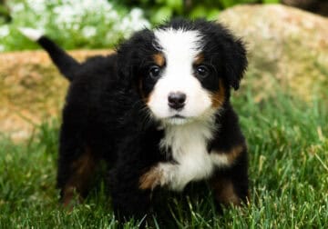 AKC Bernese Mountain puppy female Indiana (Joann)