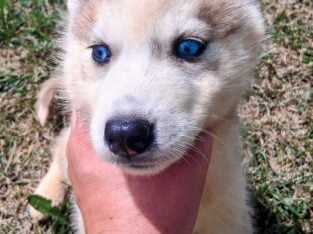 Siberian husky puppies