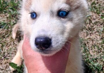 Siberian husky puppies