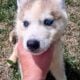 Siberian husky puppies