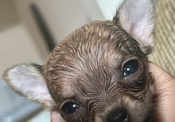 (2)Male chihuahuas ready July 29