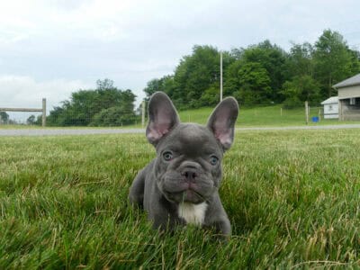 Akc male french bulldog puppy