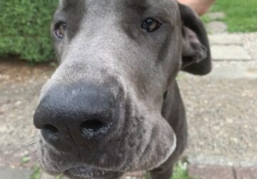 Great Dane Puppy