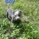 Beautiful Pitbull Puppies for Sale – Ready Soon!