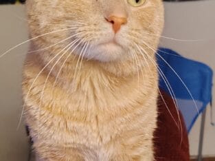 Free male 2 year old cat