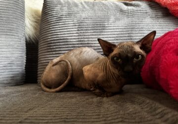 Bambino Sphynx Adult Male